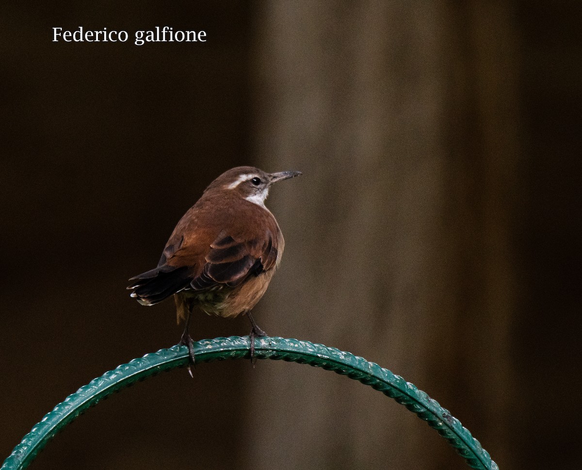 White-winged Cinclodes - ML643967495