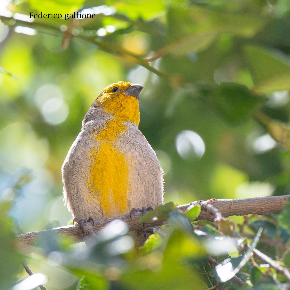 Bright-rumped Yellow-Finch - ML643967521