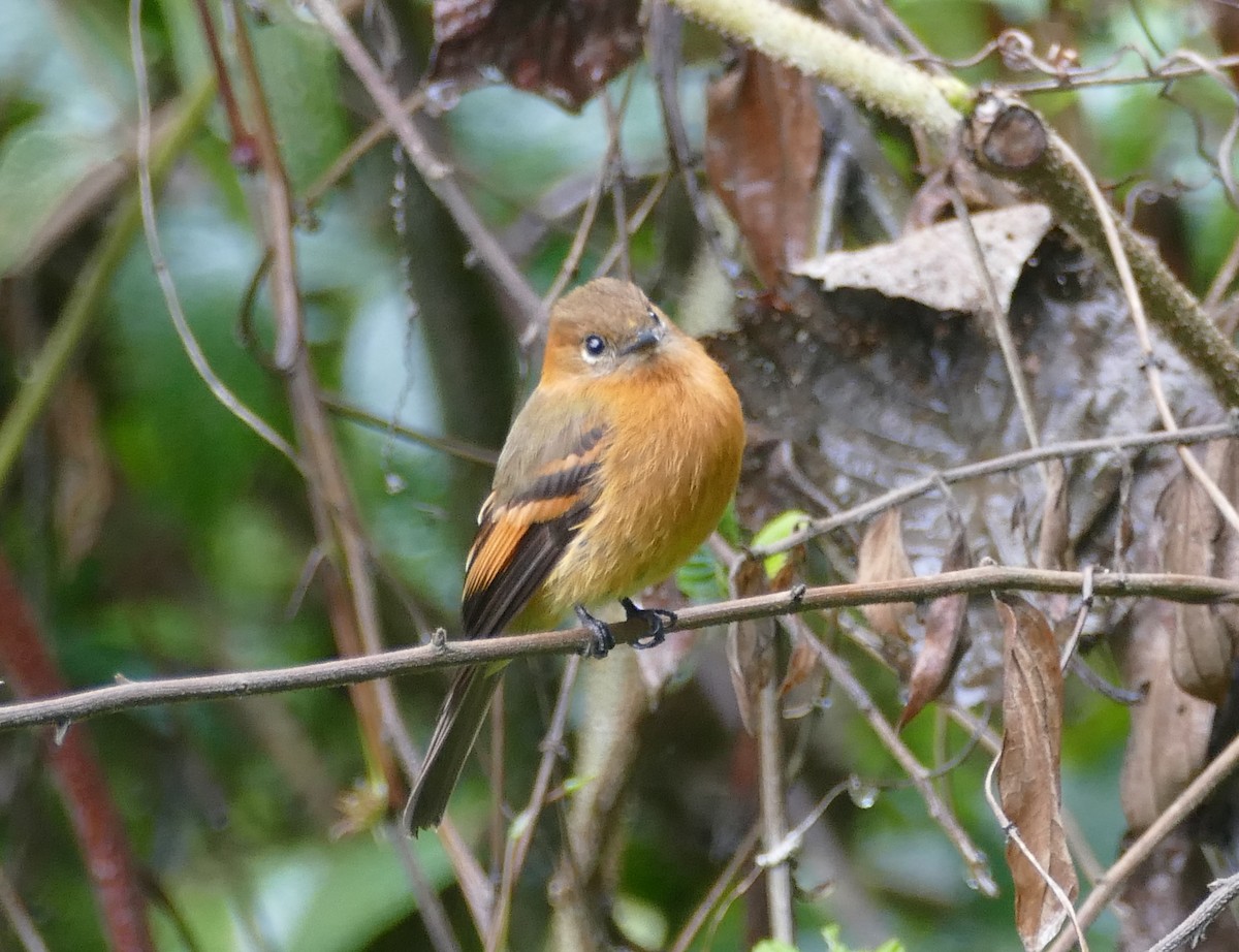Cinnamon Flycatcher (Andean) - ML643967545