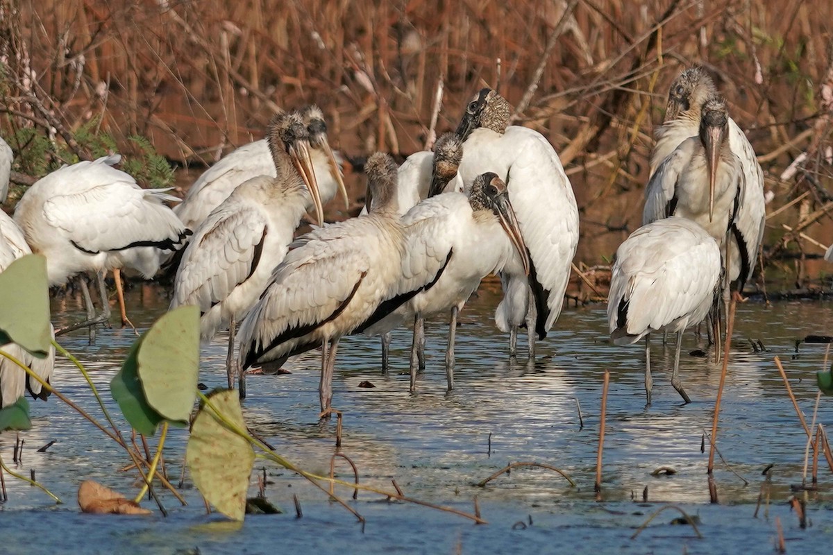 Wood Stork - ML643967550