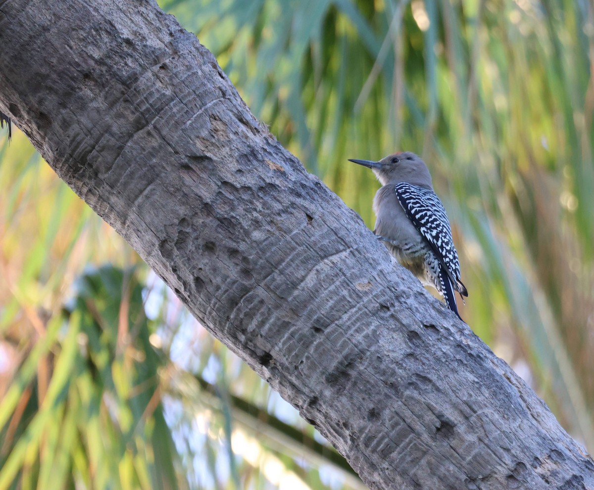 Gila Woodpecker - ML643967554