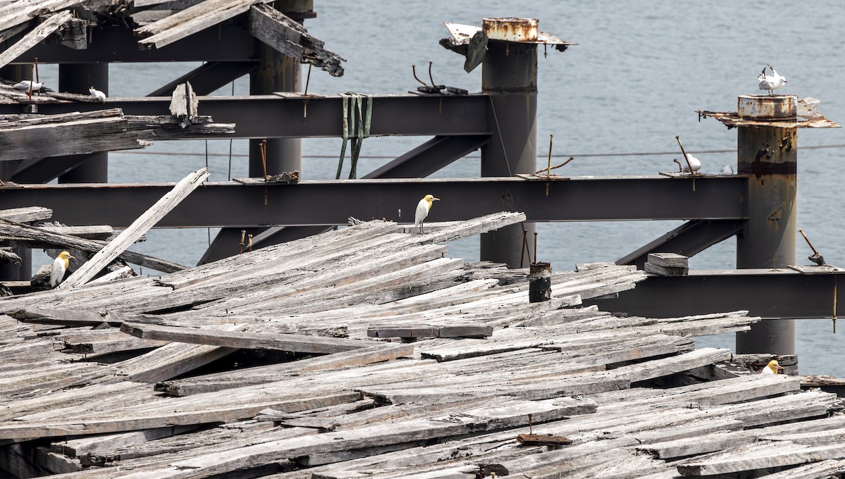 Eastern Cattle-Egret - ML643967562