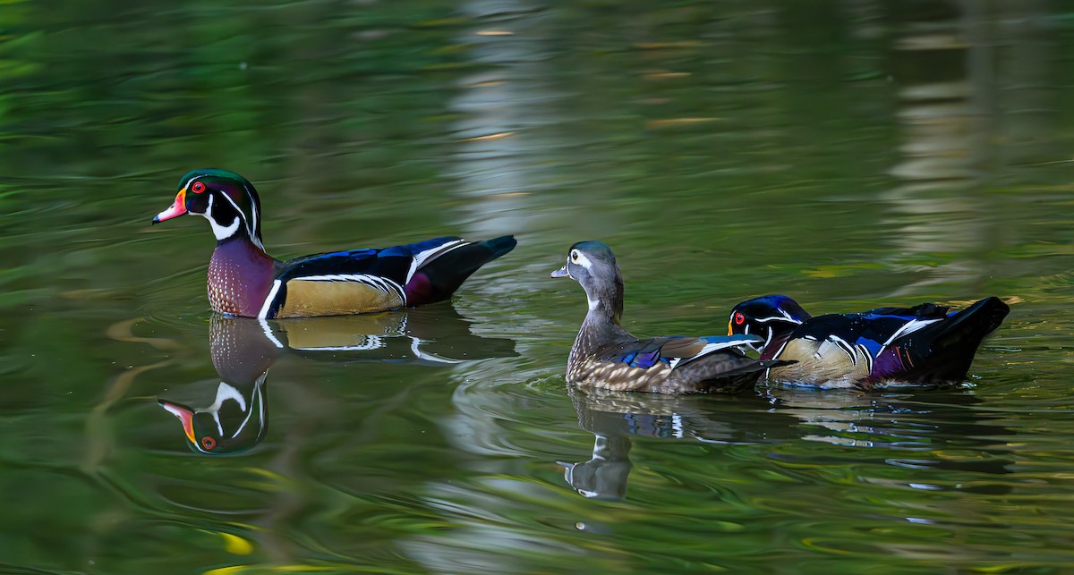 Wood Duck - ML643967571