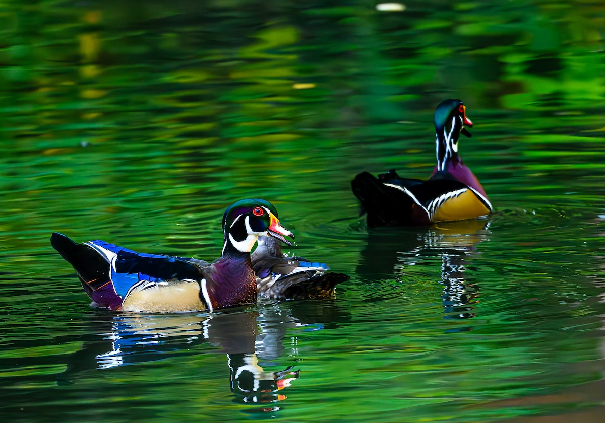 Wood Duck - ML643967572