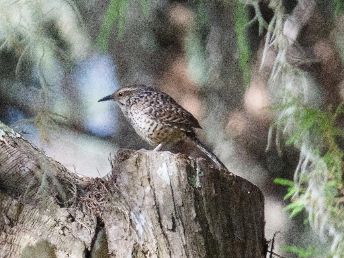 Spotted Wren - ML643967579