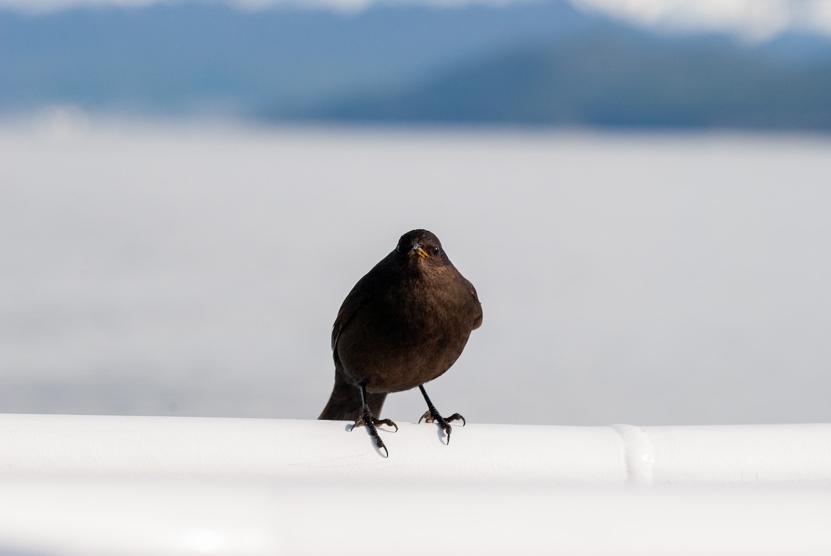 Blackish Cinclodes - ML643967589