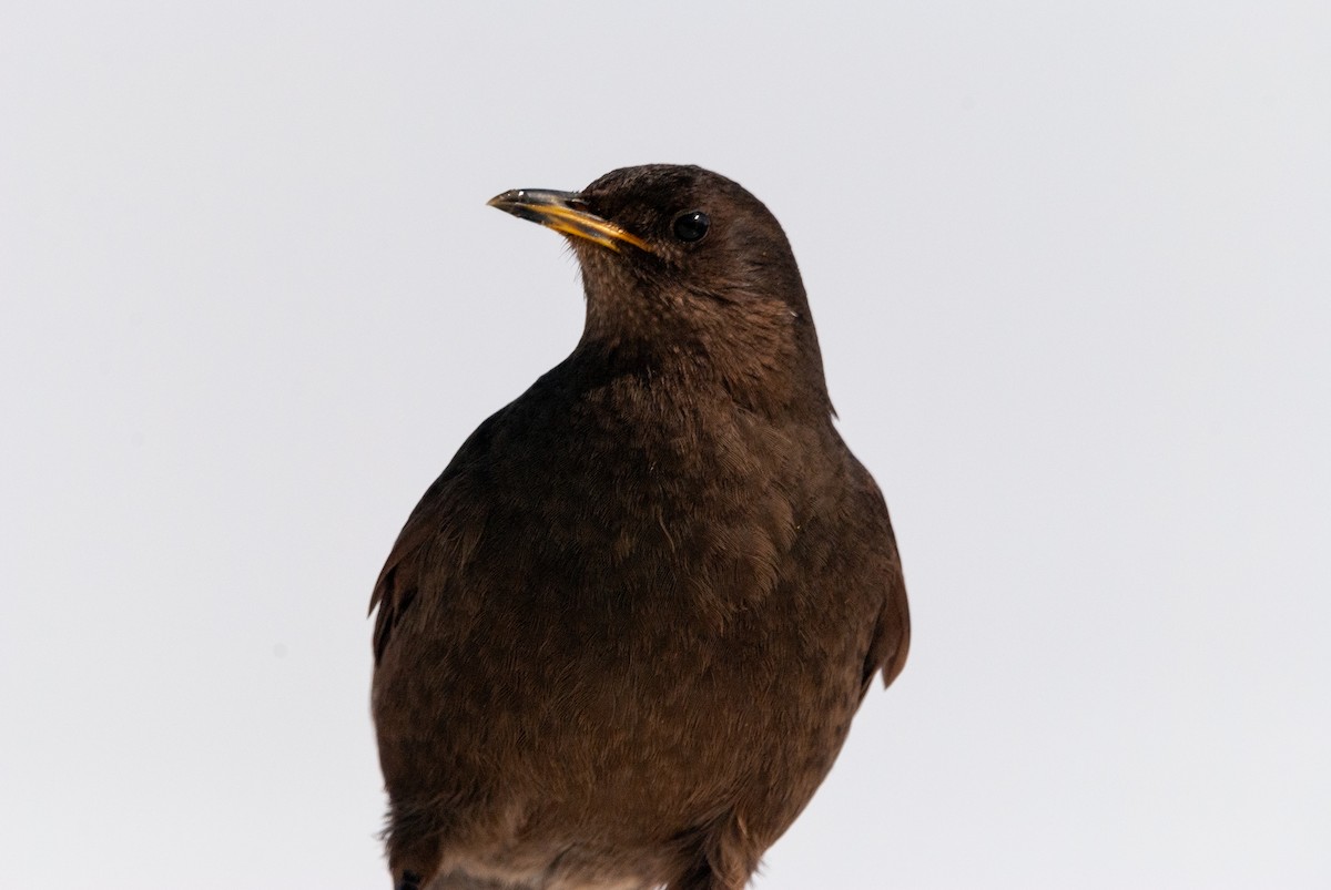 Blackish Cinclodes - ML643967590