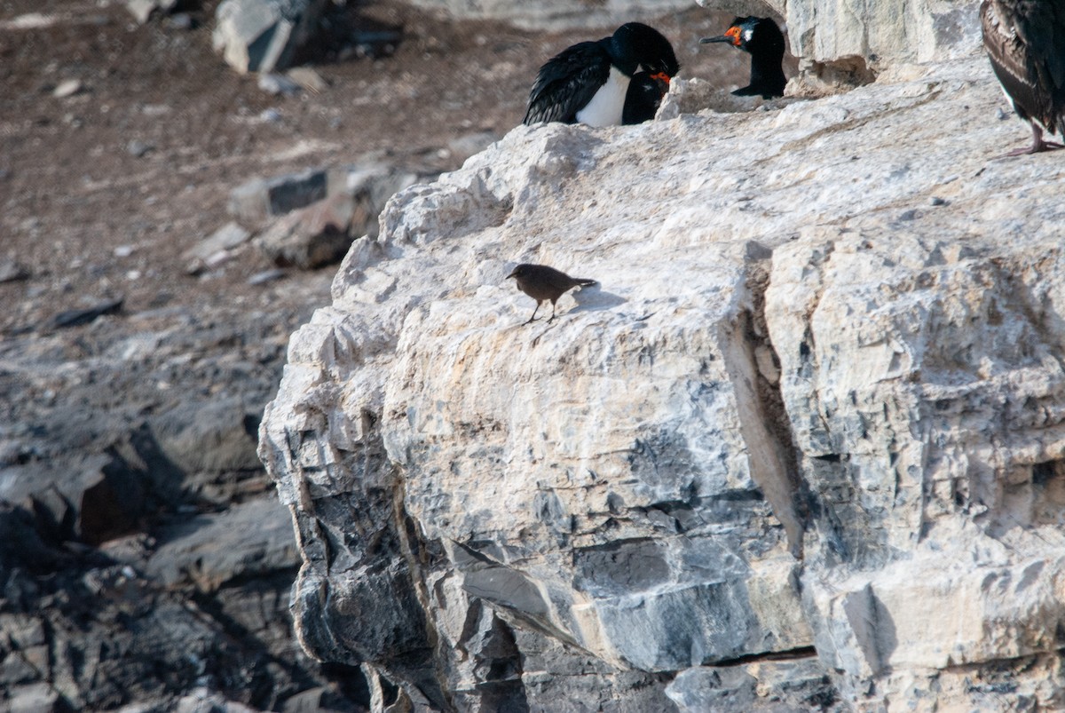 Blackish Cinclodes - ML643967591