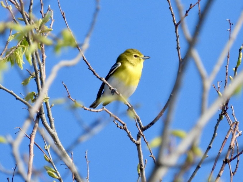 Sarı Gerdanlı Vireo - ML643967601