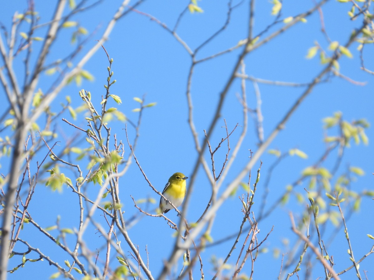 Yellow-throated Vireo - ML643967602