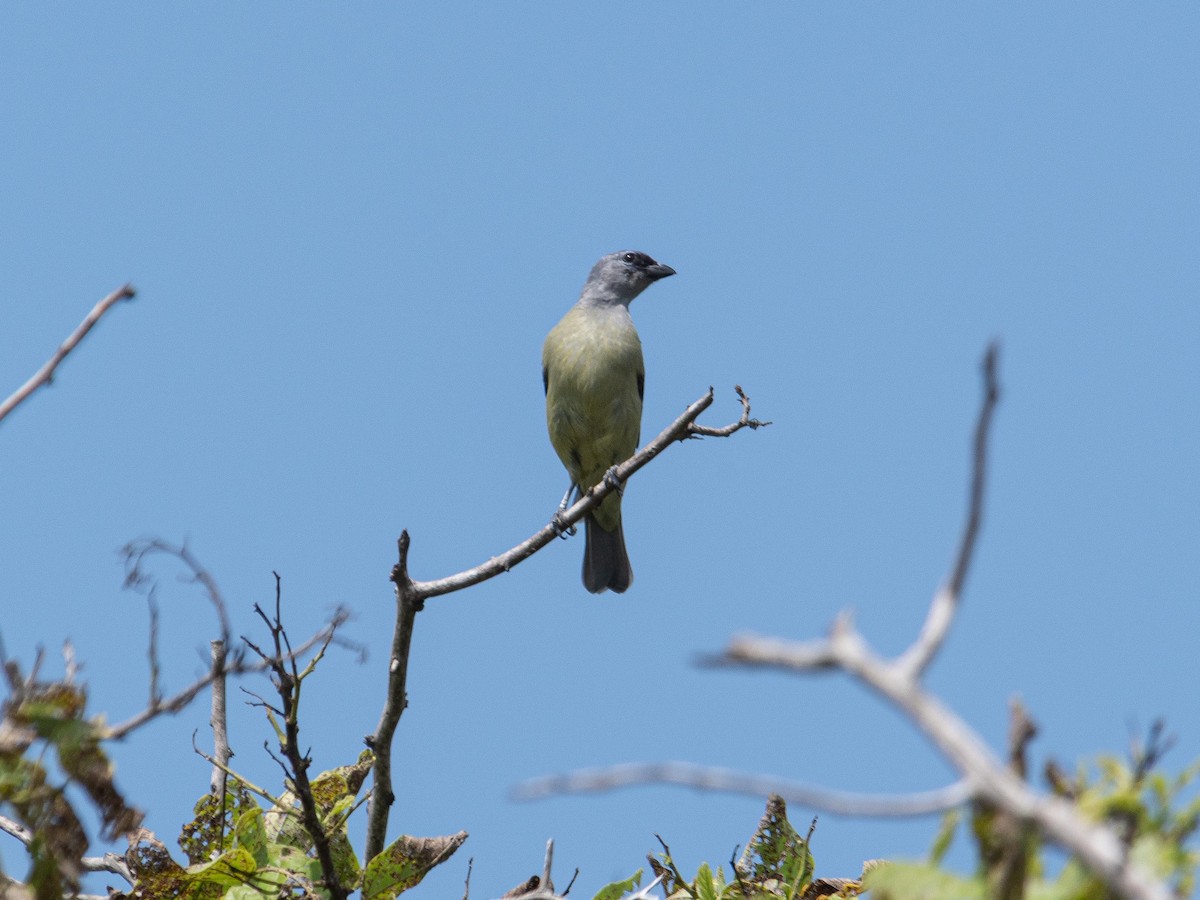 Yellow-winged Tanager - ML643967615