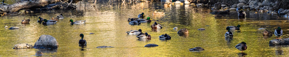 Mallard - ML643967620