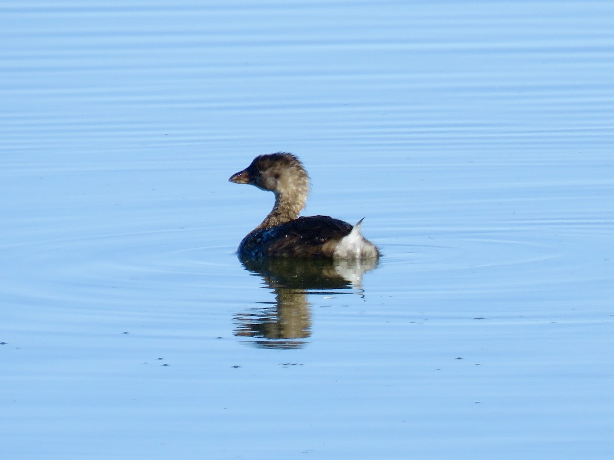 Pied-billed Grebe - ML643967637