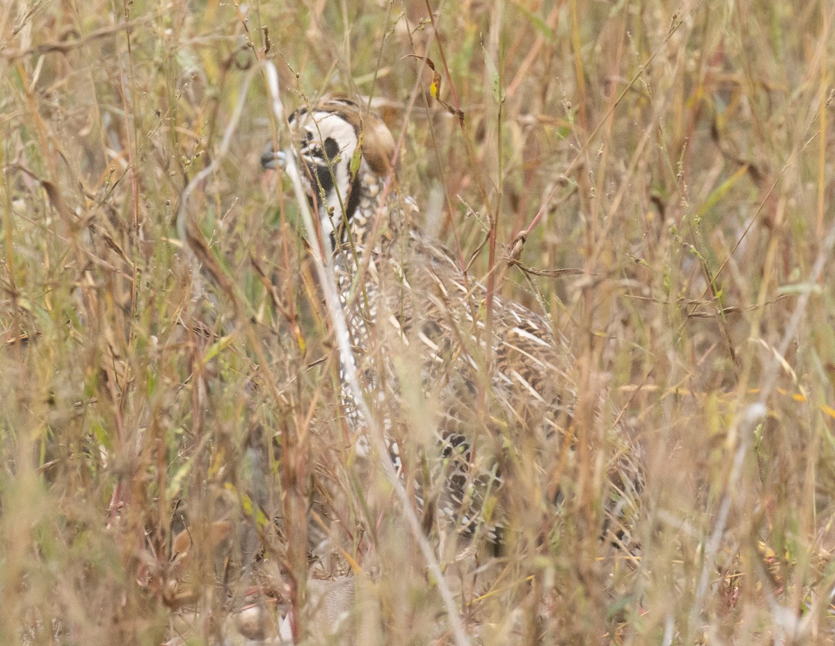 Montezuma Quail - ML643967638