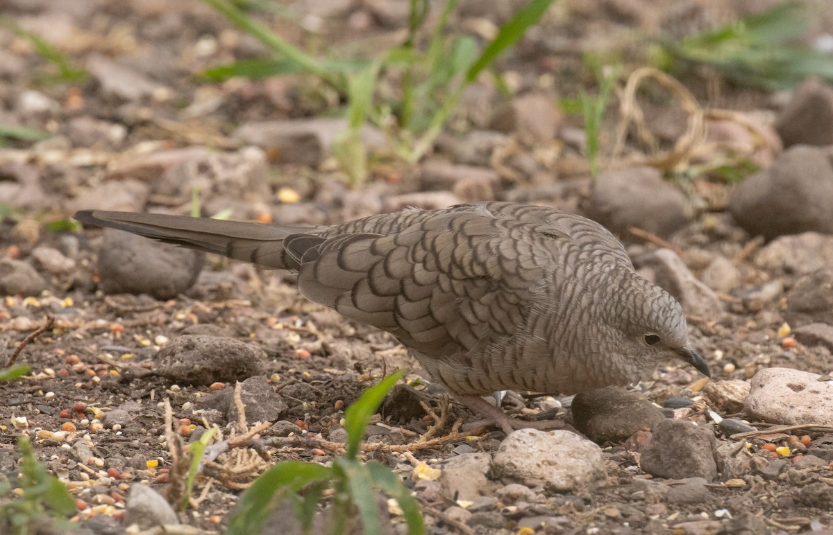 Inca Dove - ML643967640