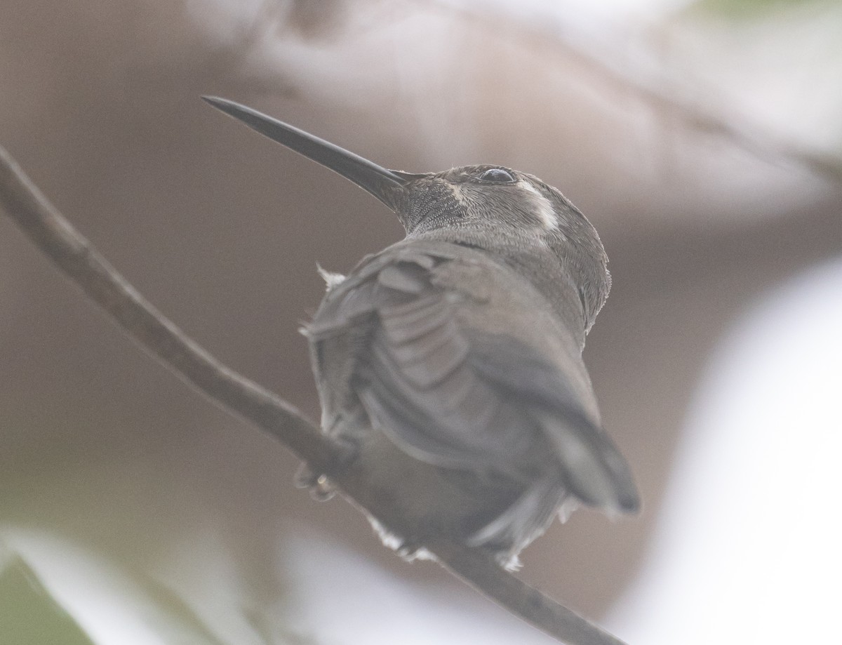 Blue-throated Mountain-gem - ML643967644