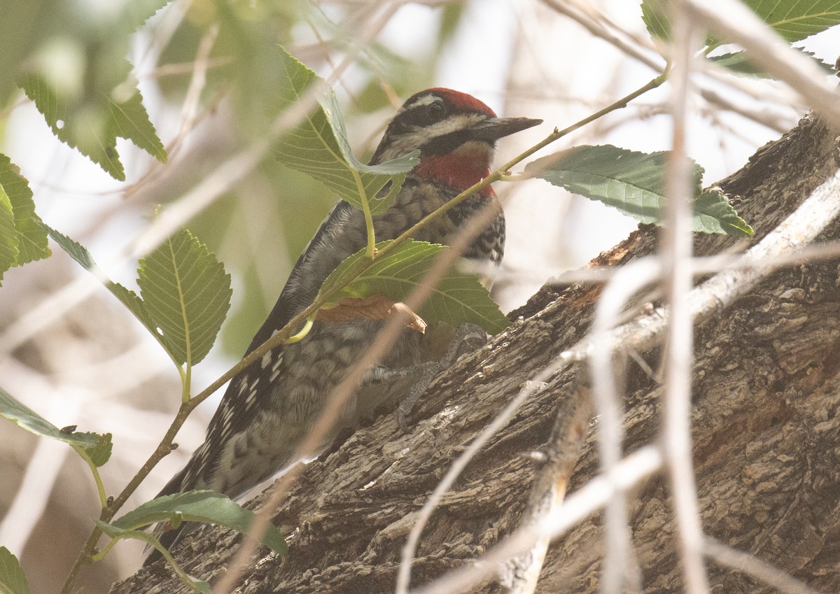 Red-naped Sapsucker - ML643967647