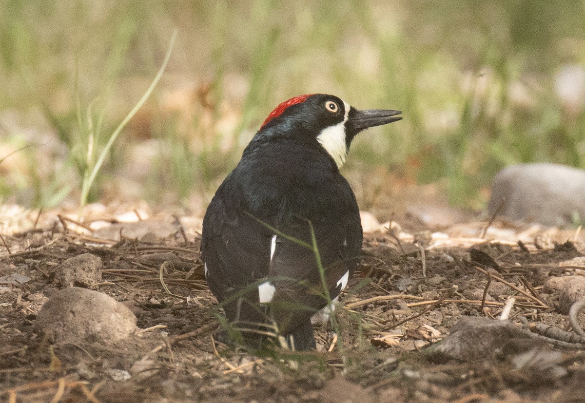 Acorn Woodpecker - ML643967653