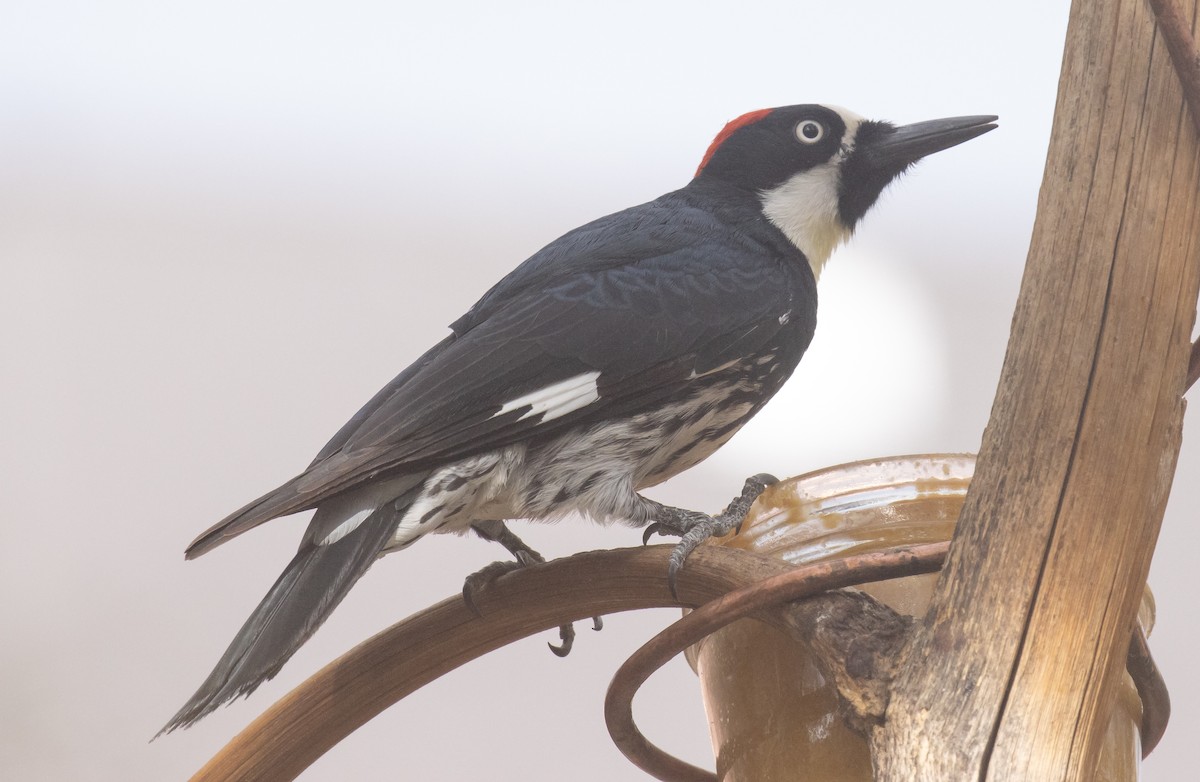 Acorn Woodpecker - ML643967654