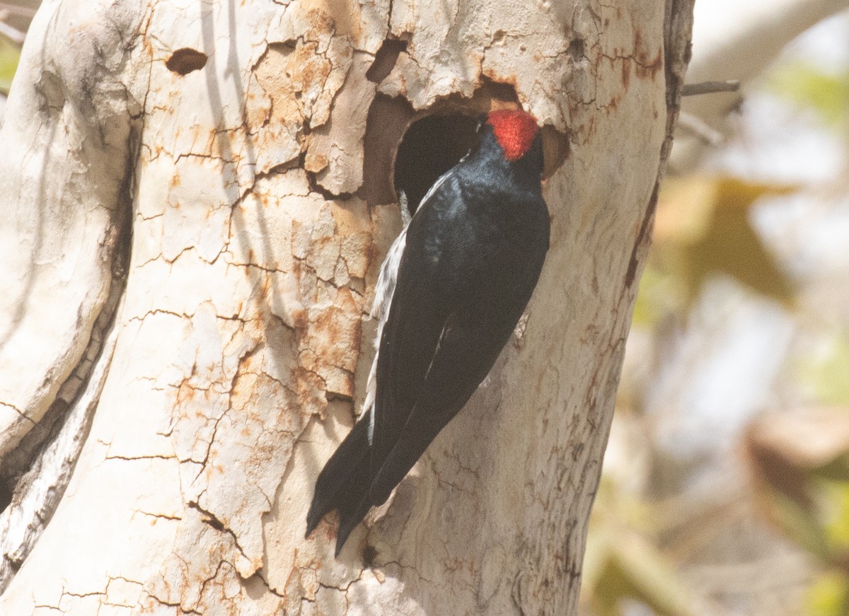 Acorn Woodpecker - ML643967655