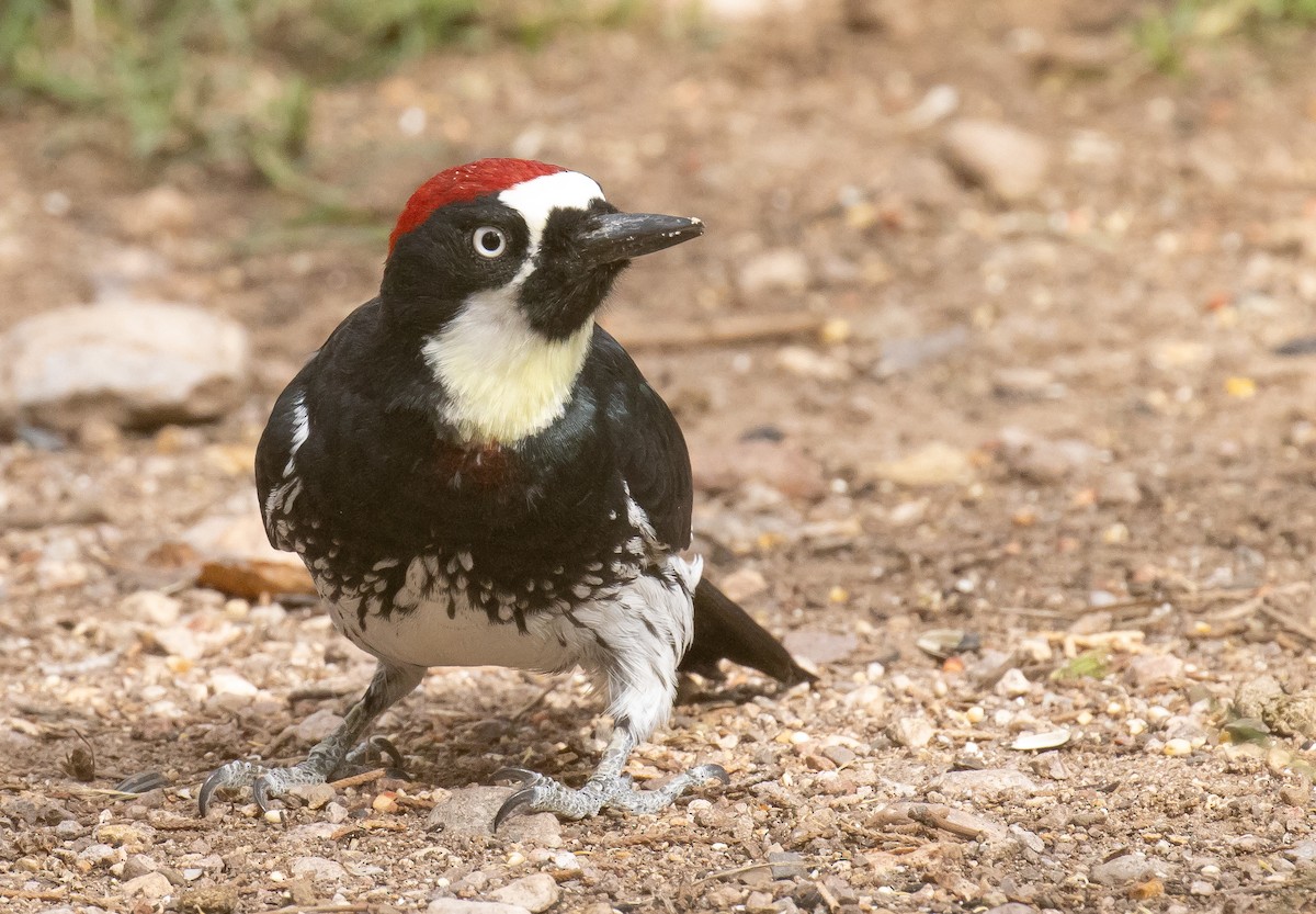 Acorn Woodpecker - ML643967656