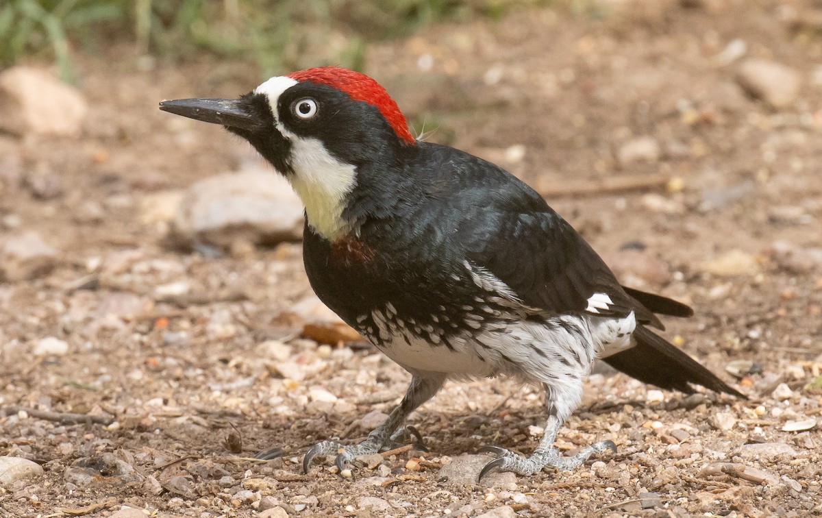 Acorn Woodpecker - ML643967657
