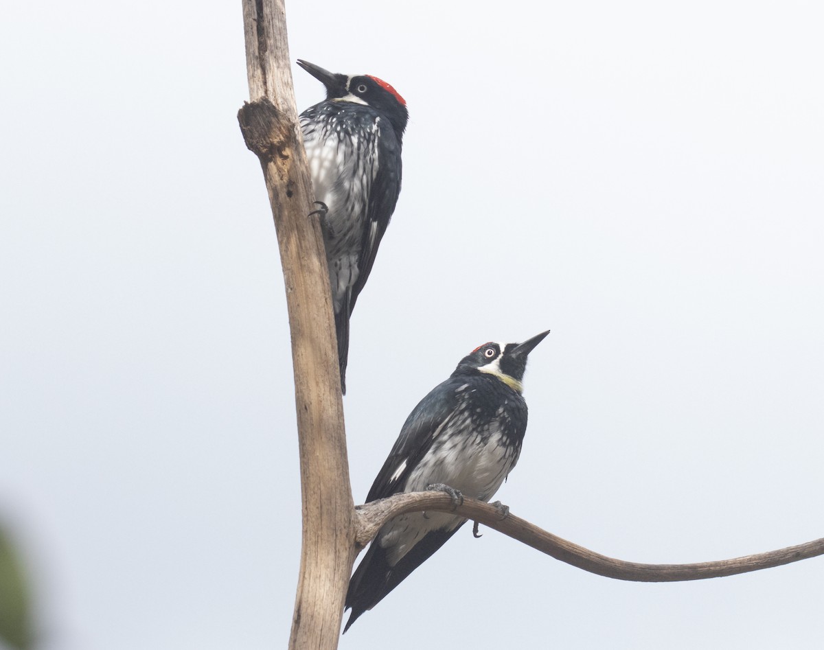 Acorn Woodpecker - ML643967658