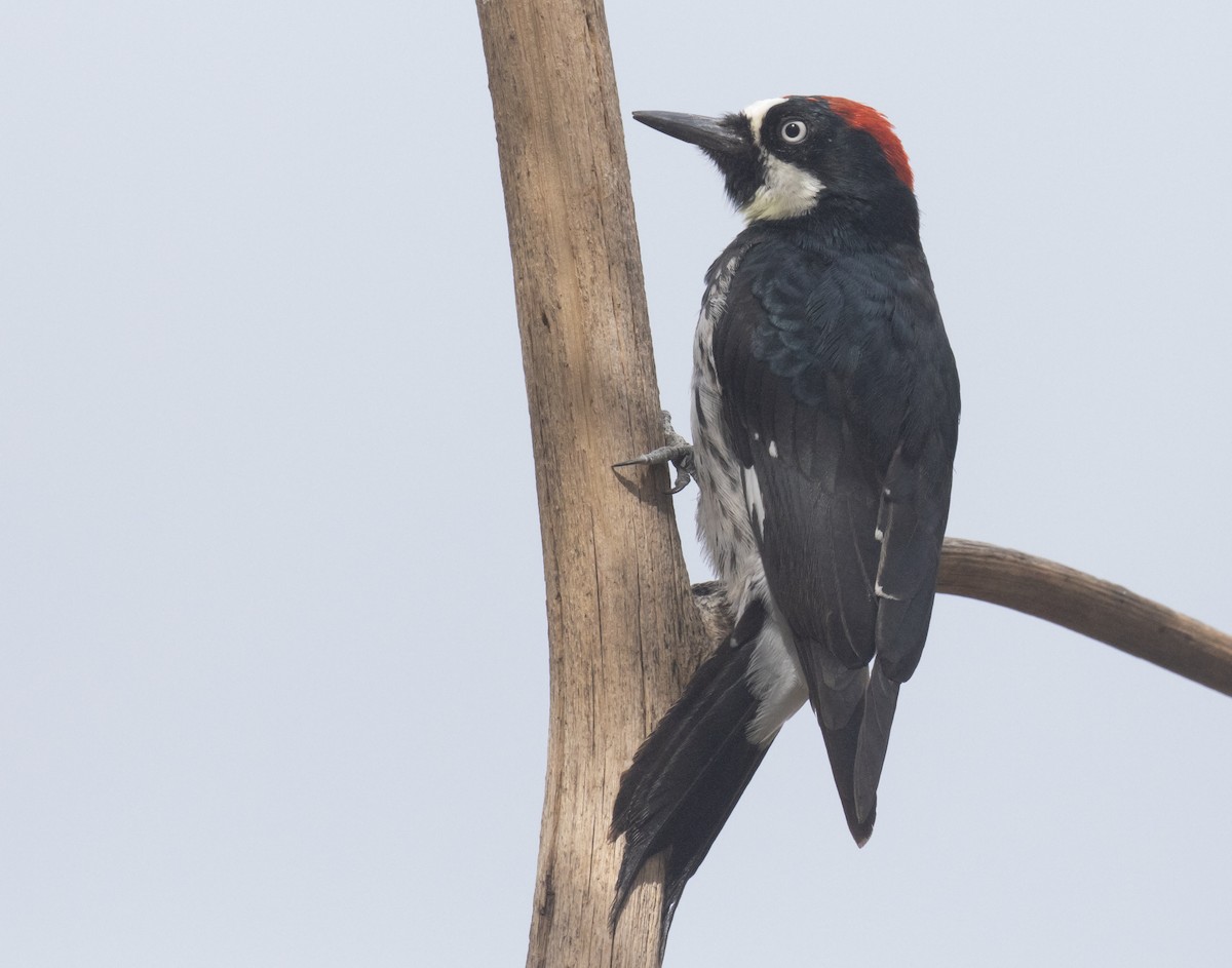 Acorn Woodpecker - ML643967659