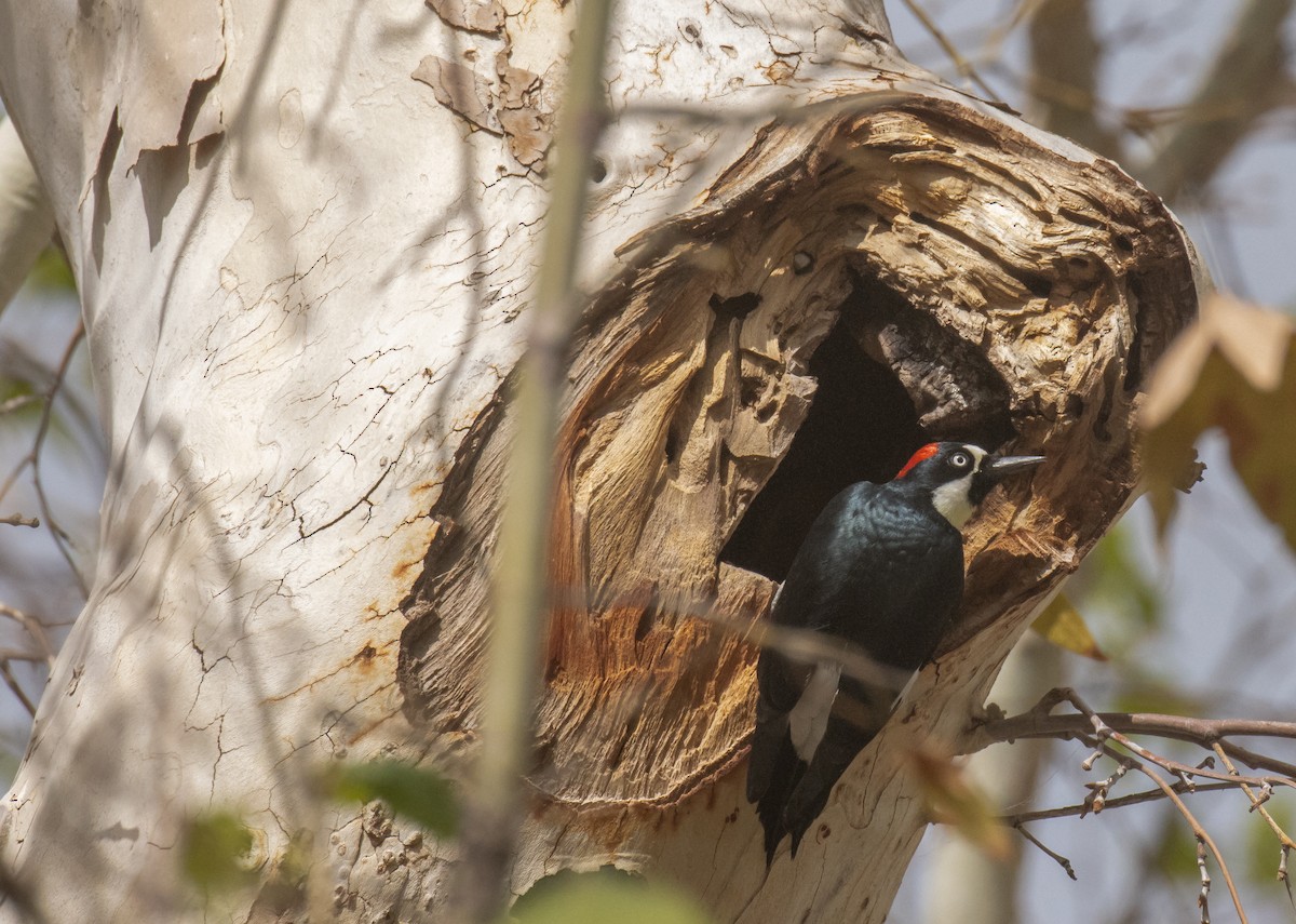Acorn Woodpecker - ML643967660