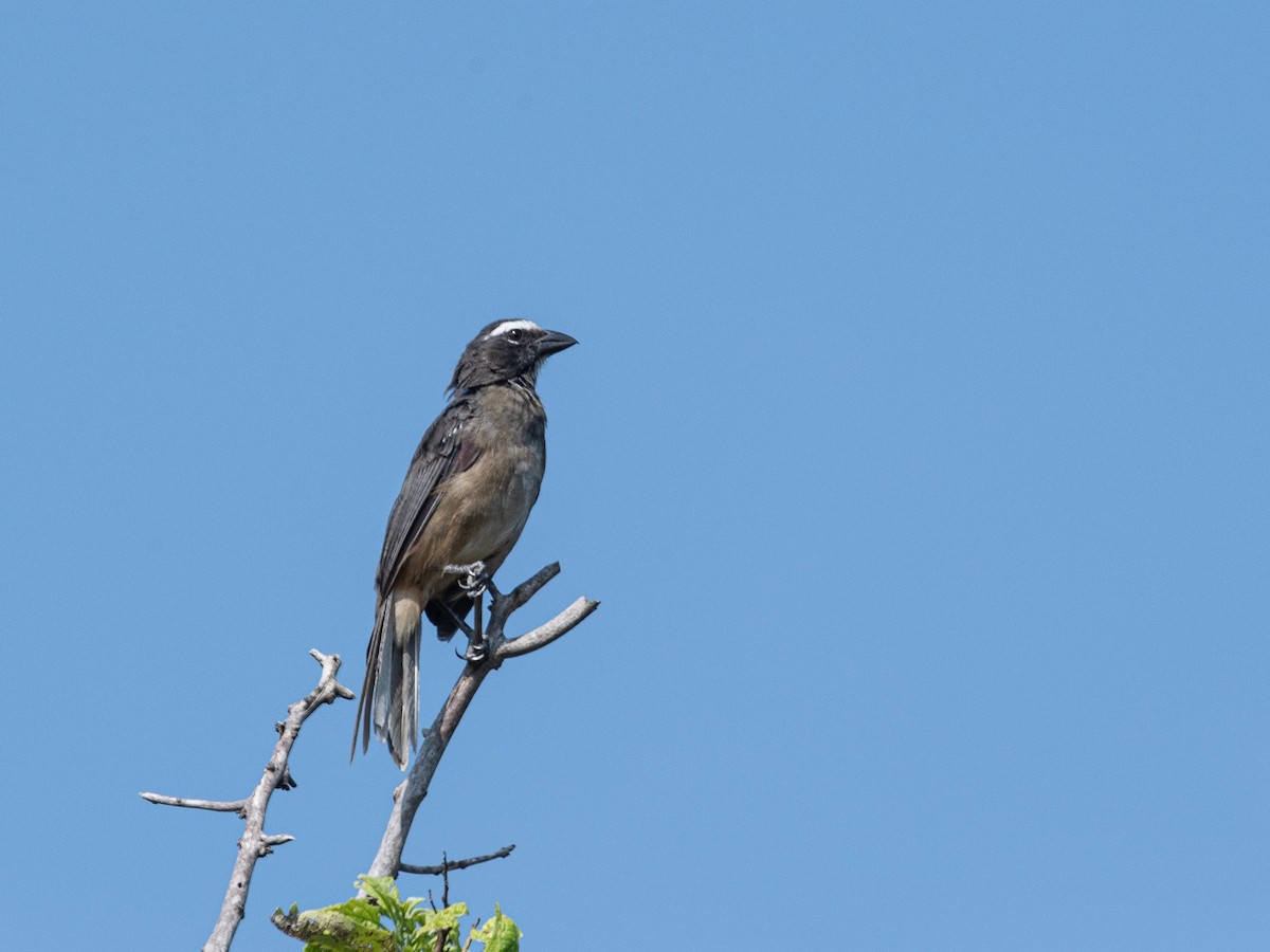 Cinnamon-bellied Saltator - ML643967661
