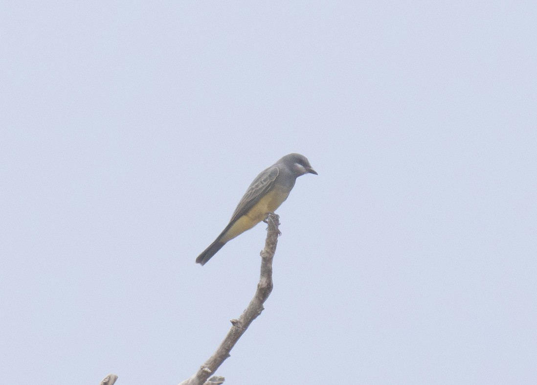 Cassin's Kingbird - ML643967662