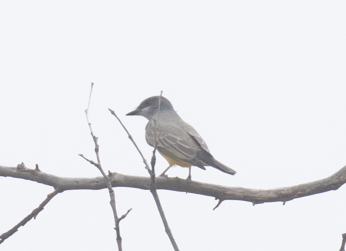 Cassin's Kingbird - ML643967663