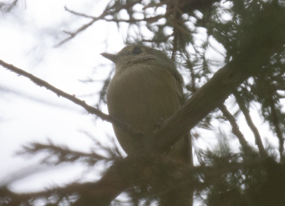 Hutton's Vireo - ML643967665