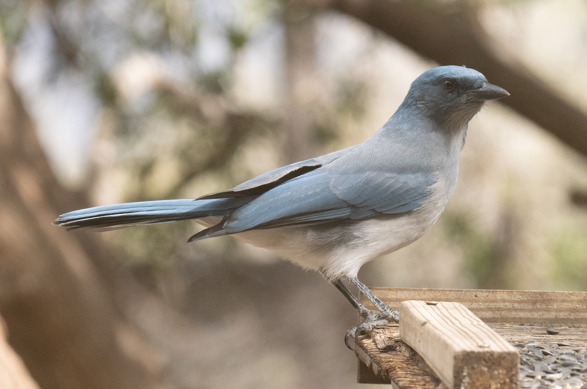 Mexican Jay - ML643967672