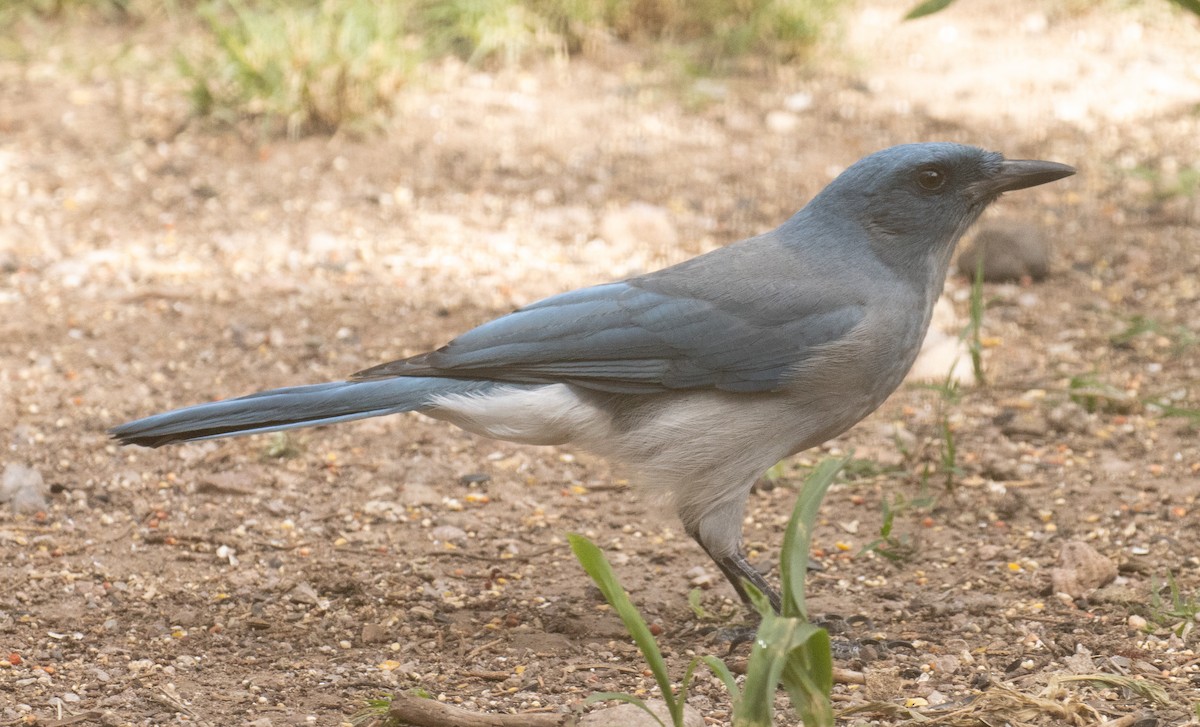 Mexican Jay - ML643967673