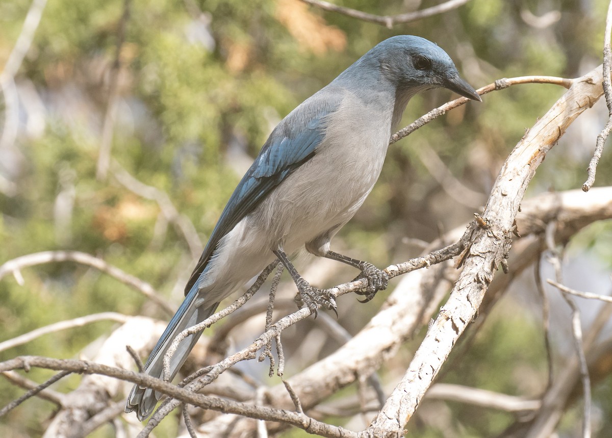 Mexican Jay - ML643967674