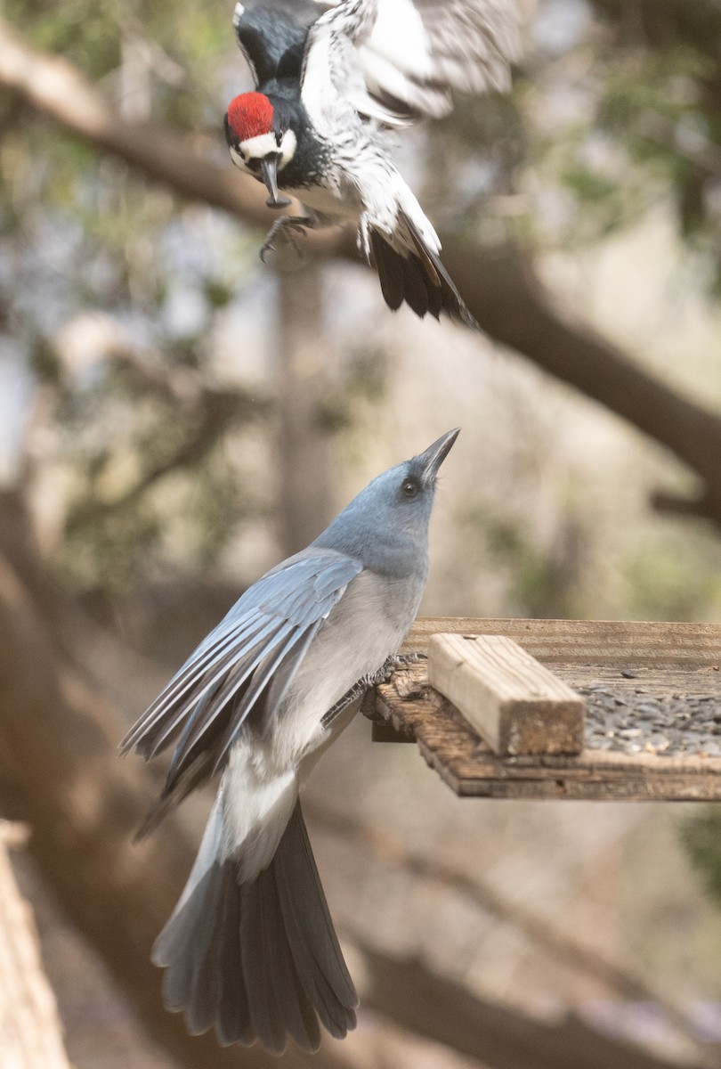 Mexican Jay - ML643967675