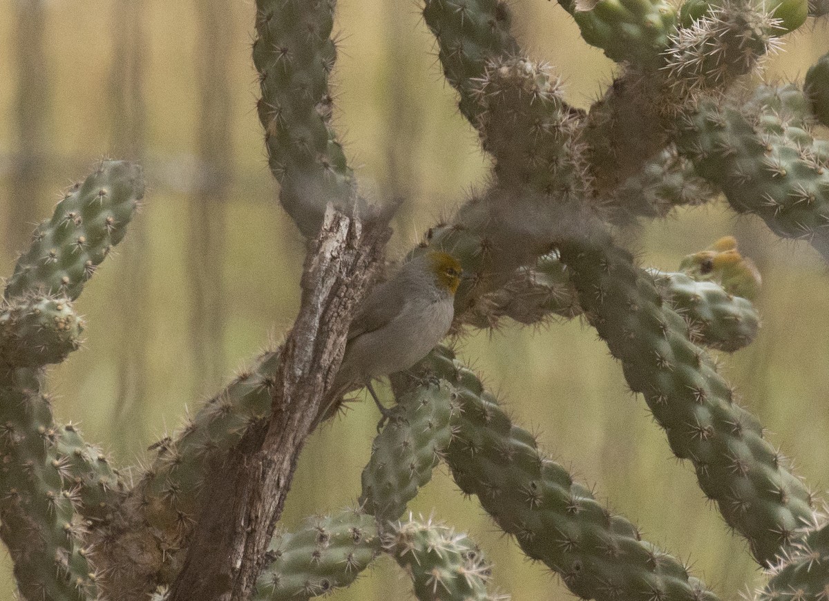 Verdin - ML643967679