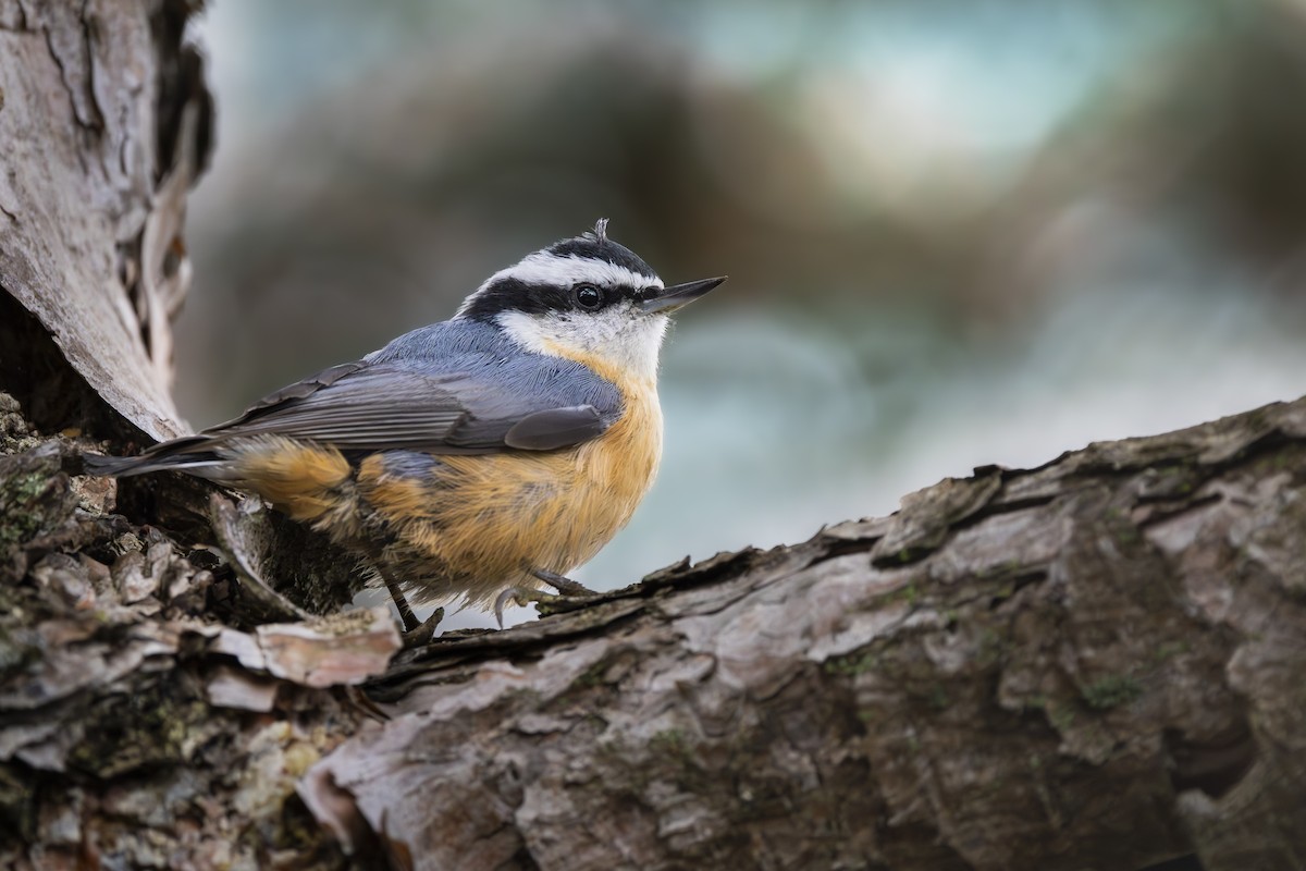 Red-breasted Nuthatch - ML643967681