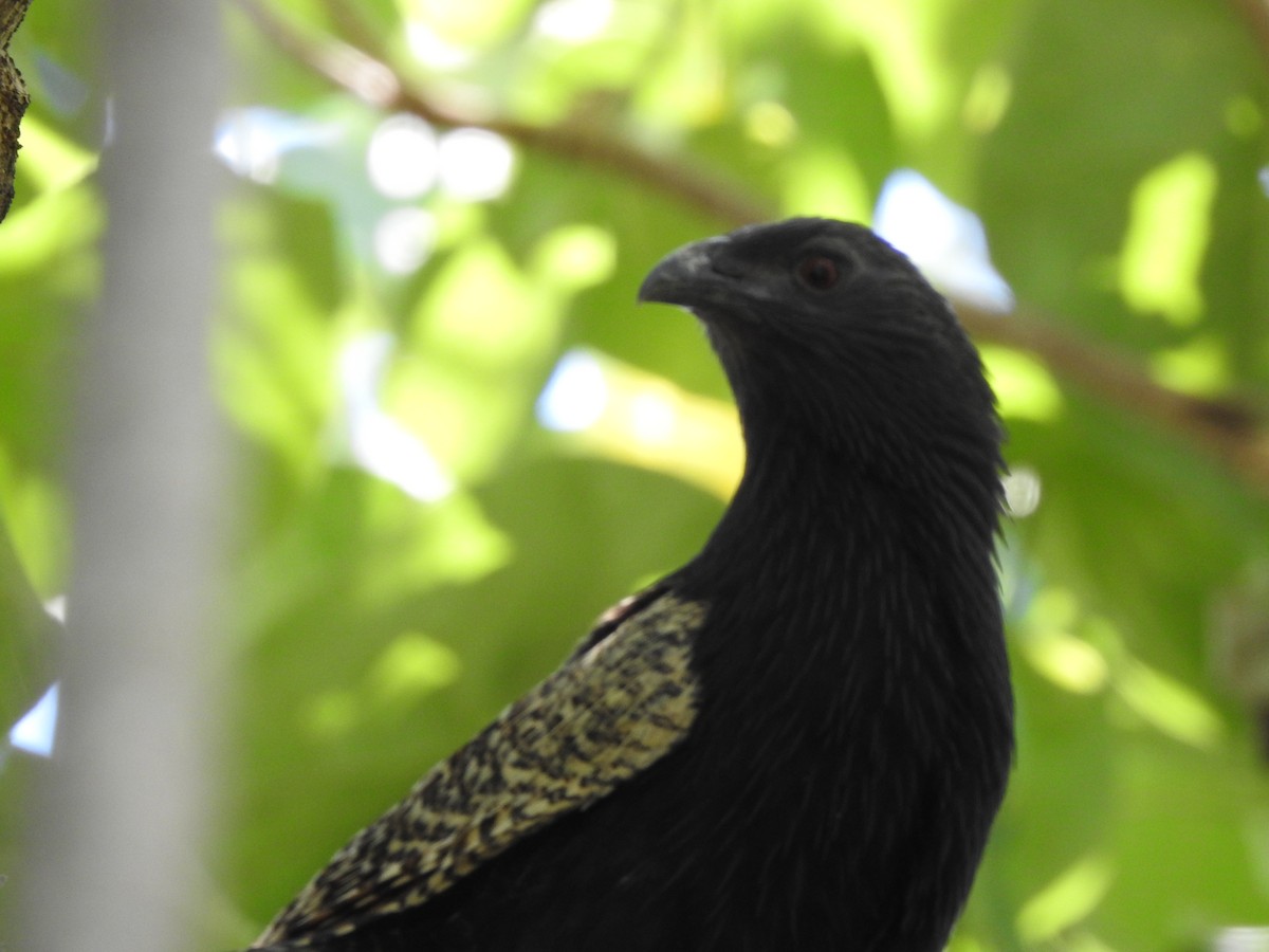 Pheasant Coucal - ML643967682