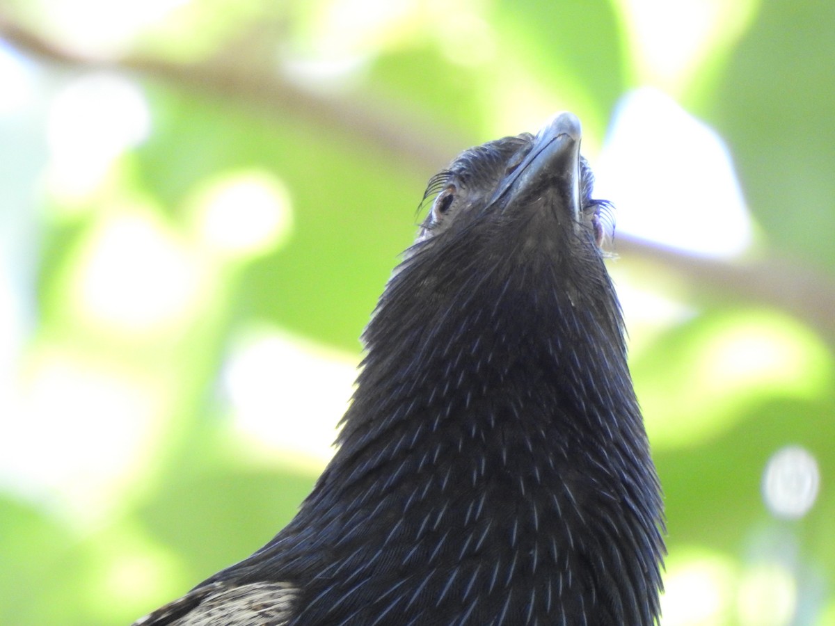 Pheasant Coucal - ML643967683