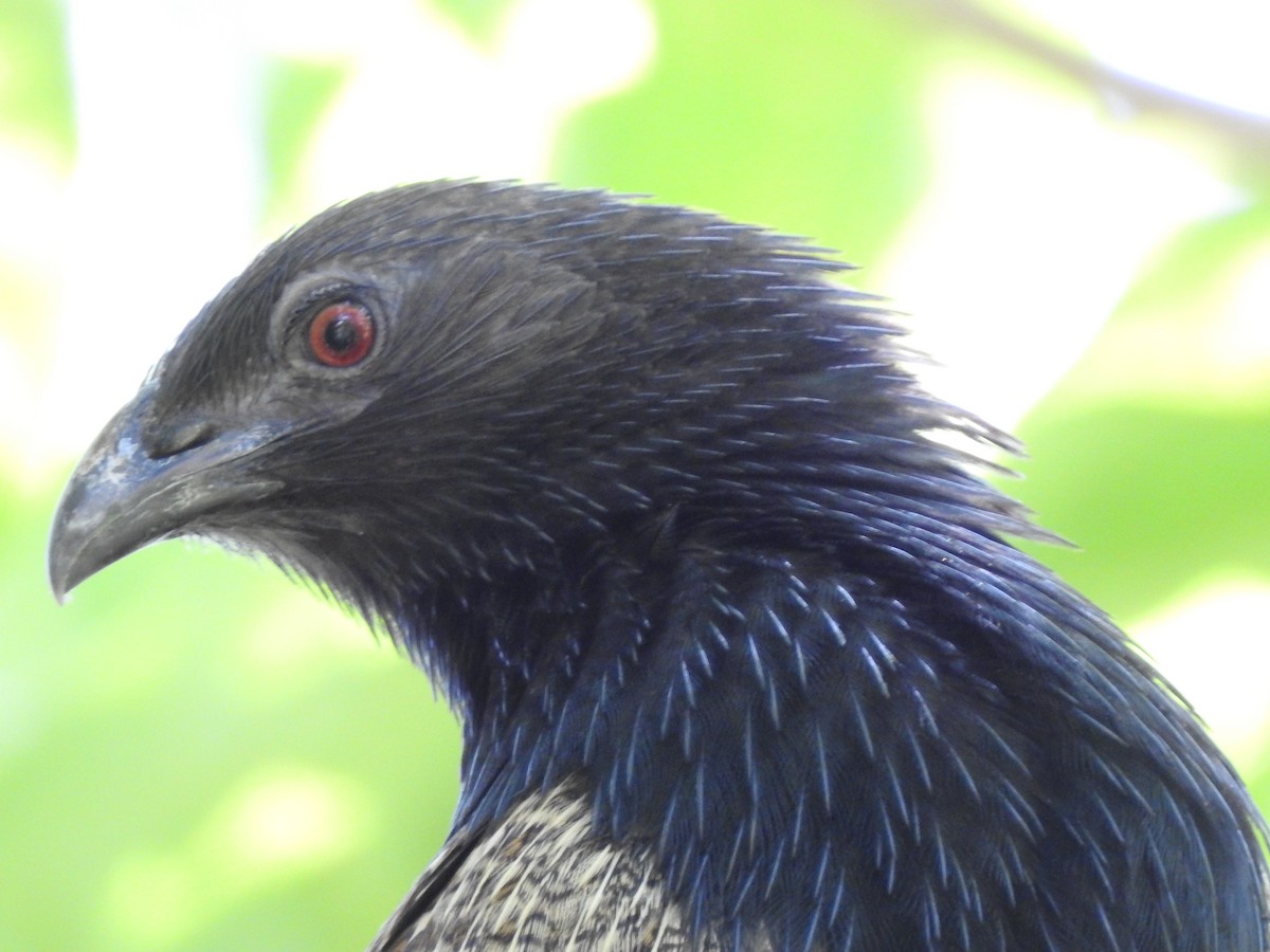 Pheasant Coucal - ML643967684