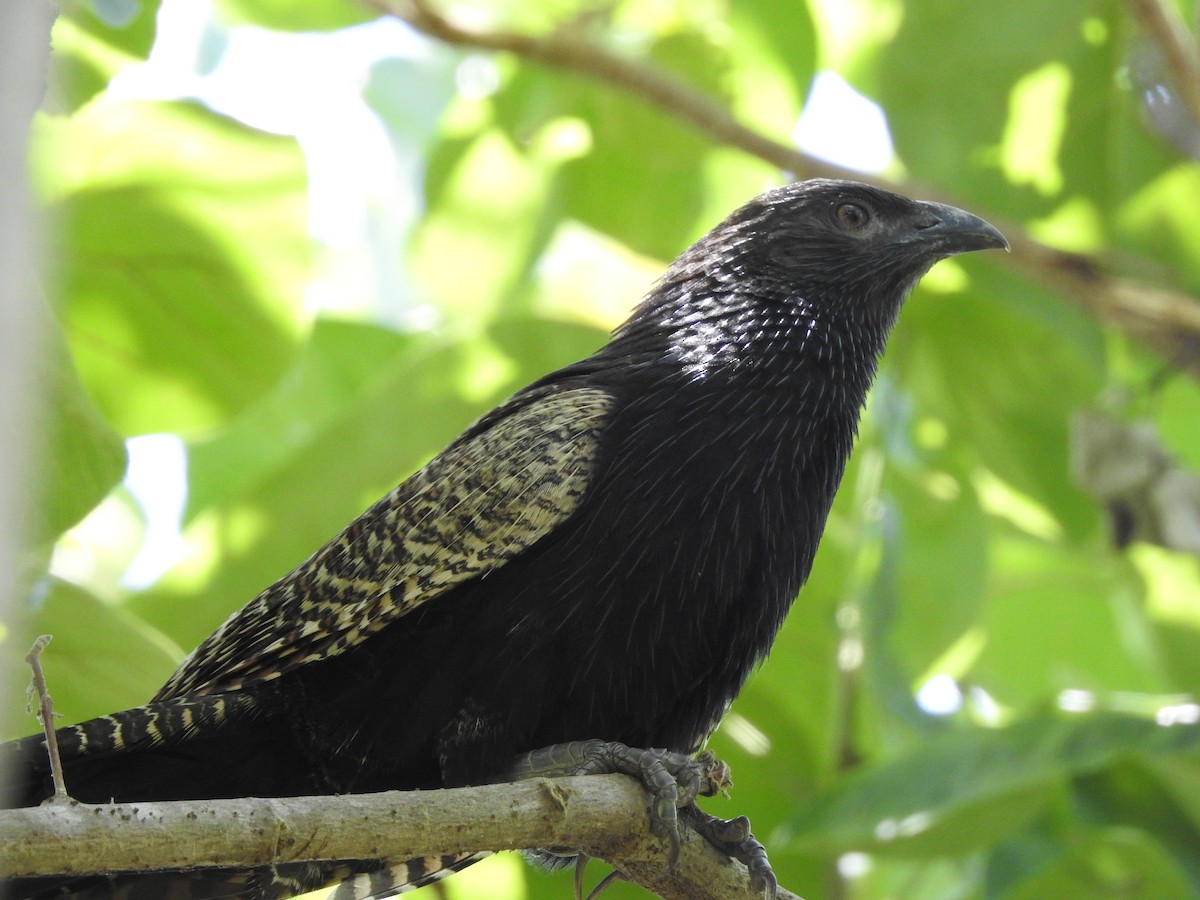Pheasant Coucal - ML643967685