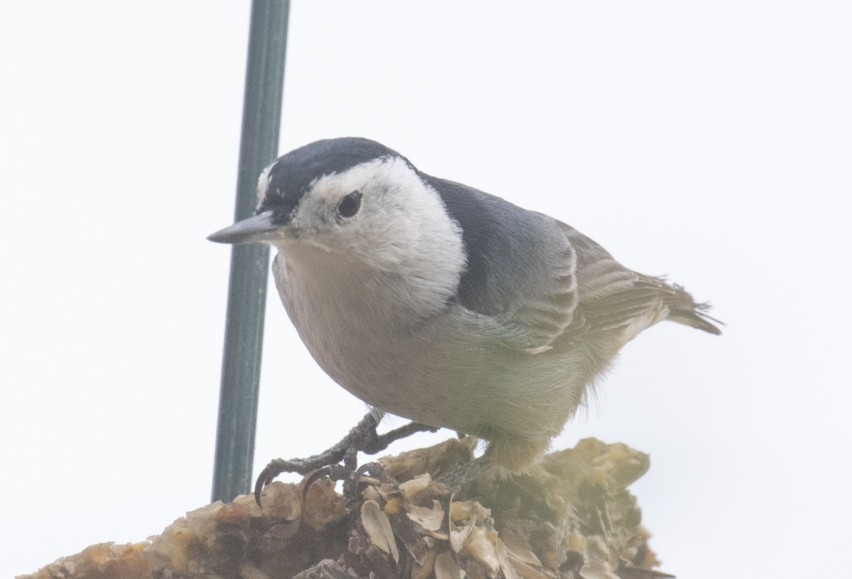 White-breasted Nuthatch (Interior West) - ML643967687