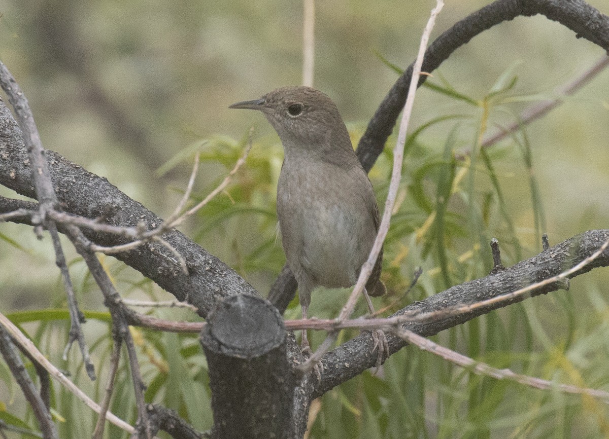 Northern House Wren - ML643967688