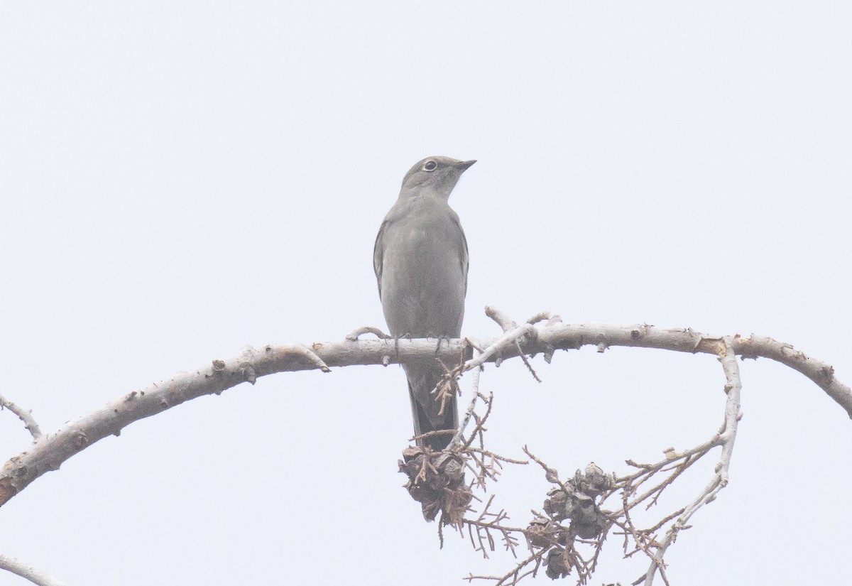 Townsend's Solitaire - ML643967694