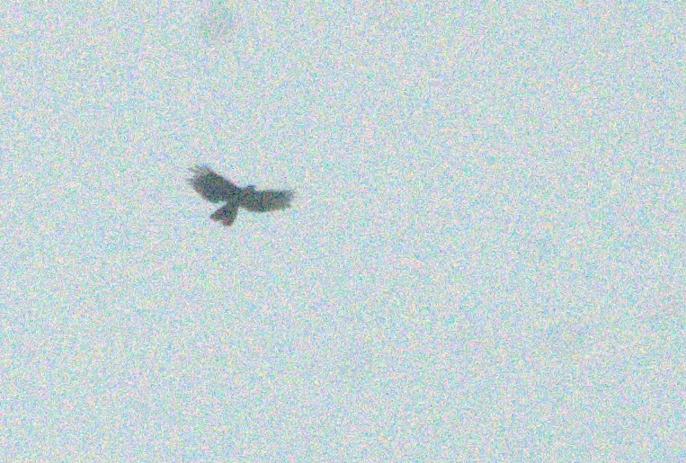 Hook-billed Kite - ML643967698