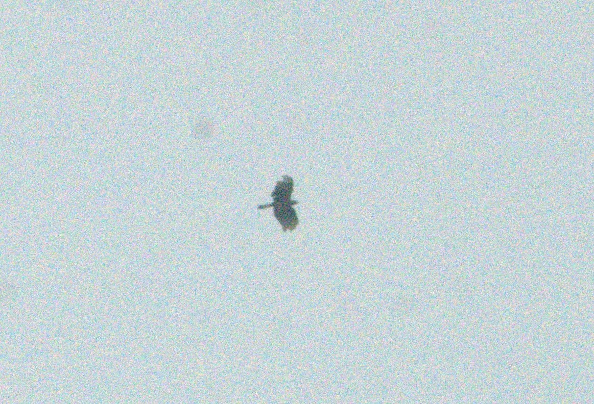Hook-billed Kite - ML643967699
