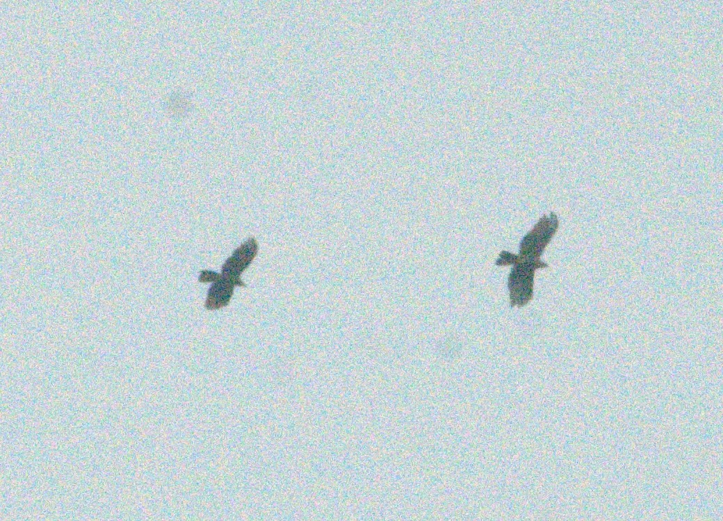 Hook-billed Kite - ML643967700