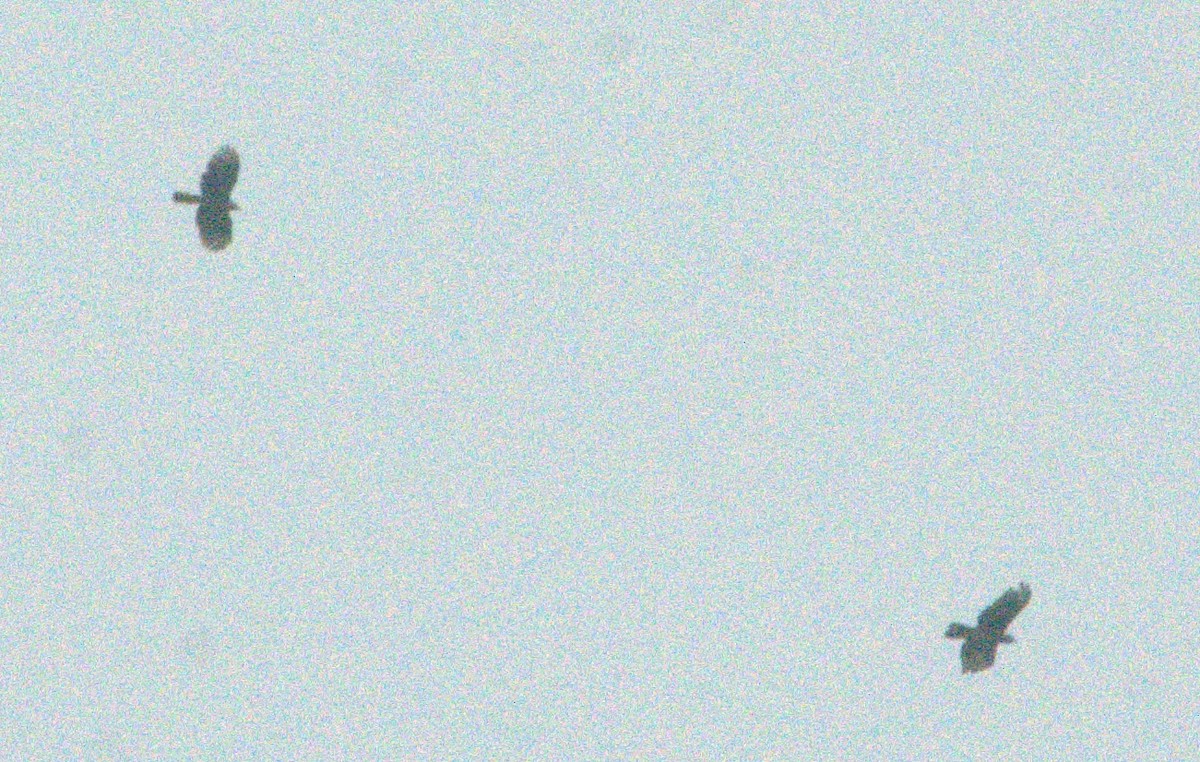 Hook-billed Kite - ML643967702